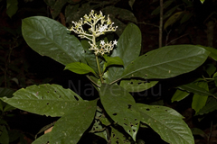 Chassalia curviflora var. ophioxyloides